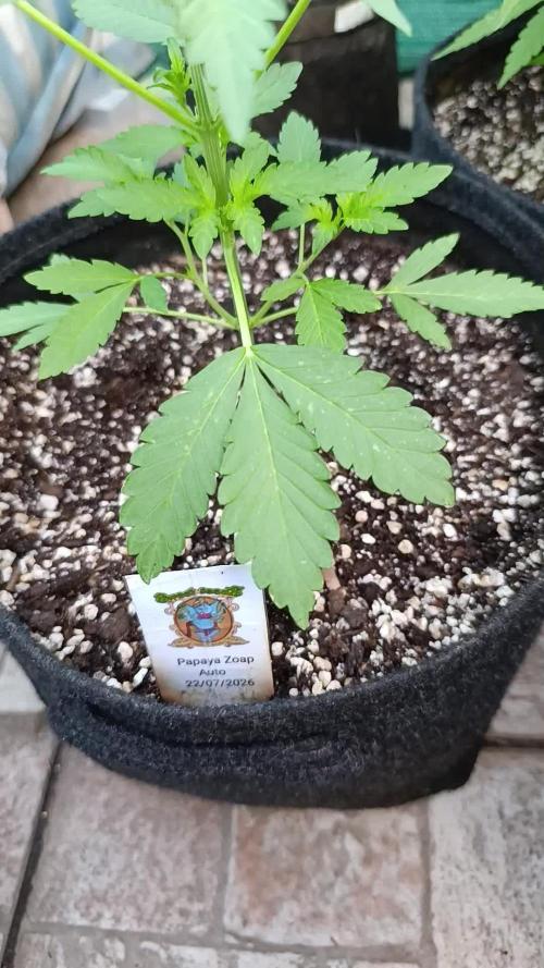Papaya Zoap Auto