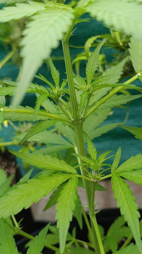 Gaia F1 Auto. Week 5