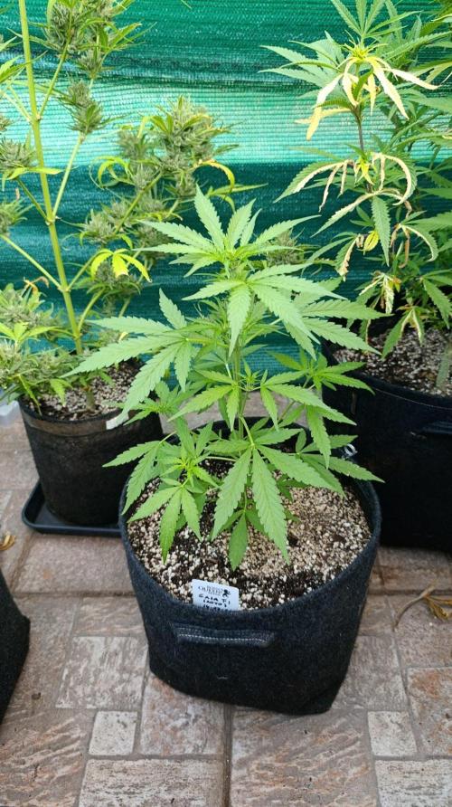 Gaia F1 Auto. Week 5