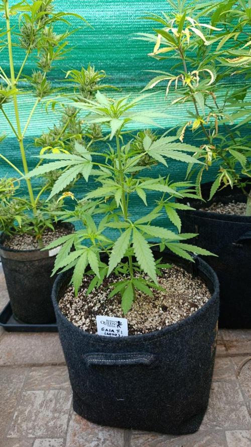 Gaia F1 Auto. Week 5