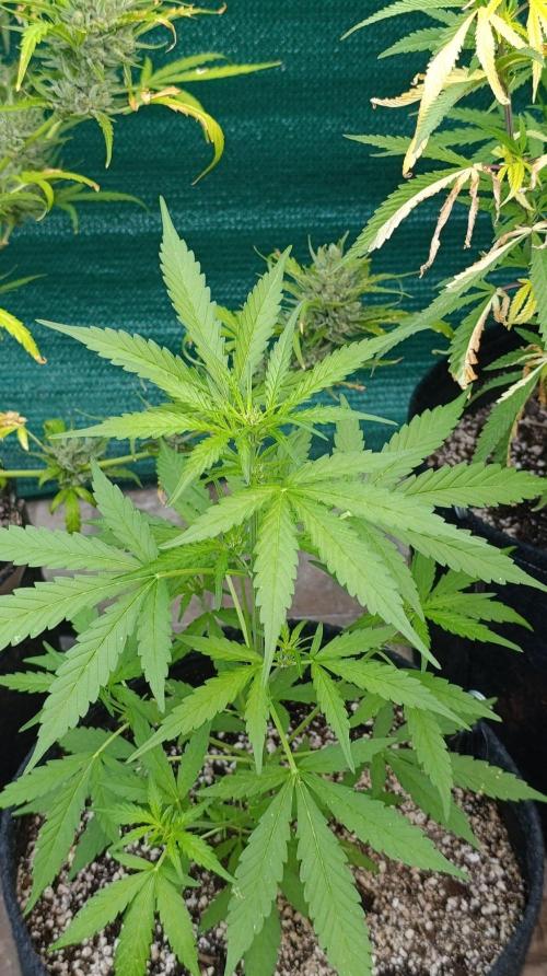 Gaia F1 Auto. Week 5