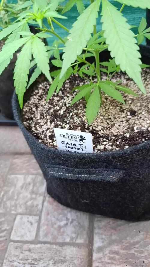 Gaia F1 Auto