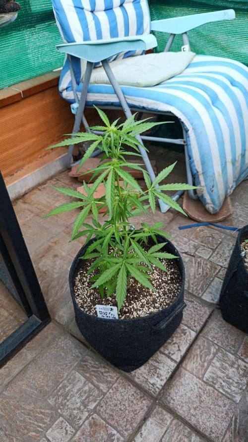 Milky Way F1 Auto. Week 5