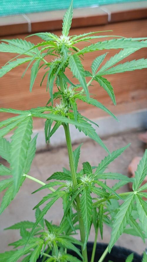 Milky Way F1 Auto. Week 5