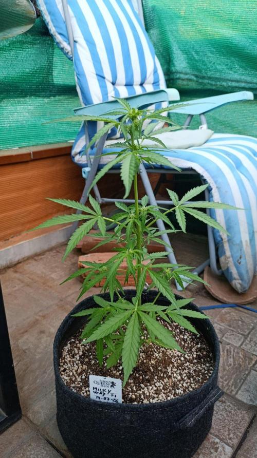 Milky Way F1 Auto. Week 5