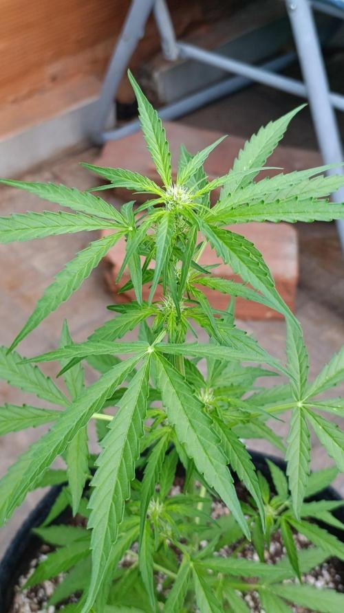 Milky Way F1 Auto. Week 5