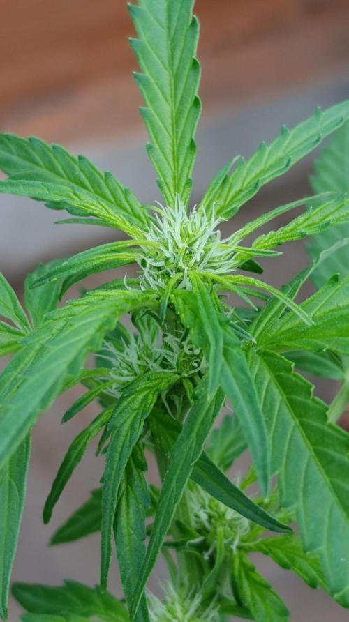 Milky Way F1 Auto. Week 5