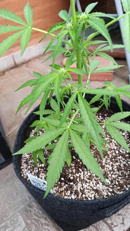 Milky Way F1 Auto