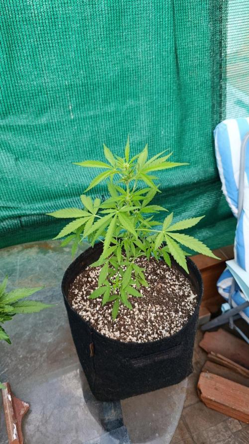 Niagara Outdoor Season. Week 5