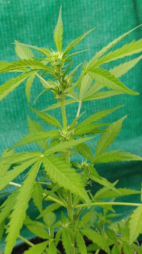 Niagara Outdoor Season. Week 5