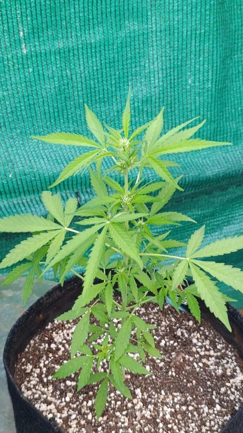Niagara Outdoor Season. Week 5