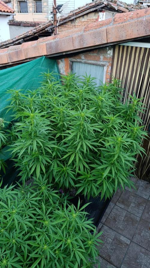 Gello Z & Xpertnutrients. Week 14