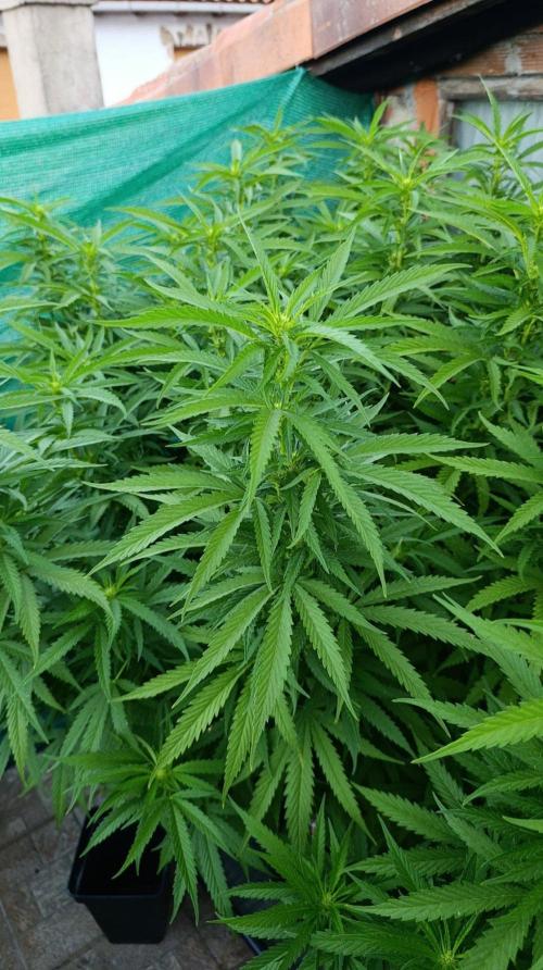 Gello Z & Xpertnutrients. Week 14