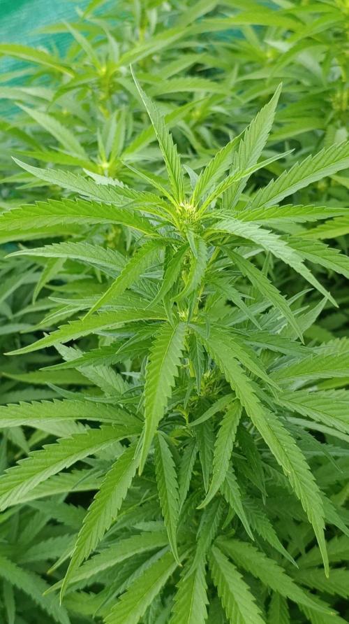 Gello Z & Xpertnutrients. Week 14