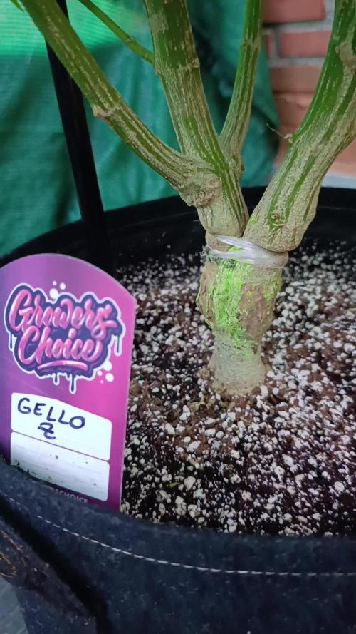 Gello Z & Xpertnutrients