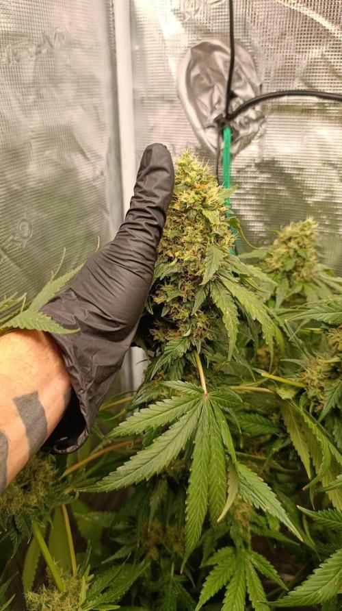 Variegated Parmigiano. Week 15