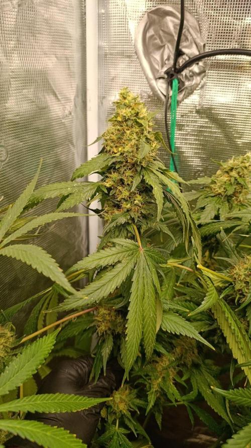 Variegated Parmigiano. Week 15
