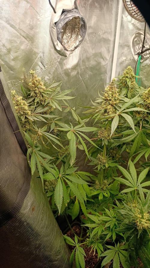 Variegated Parmigiano. Week 15