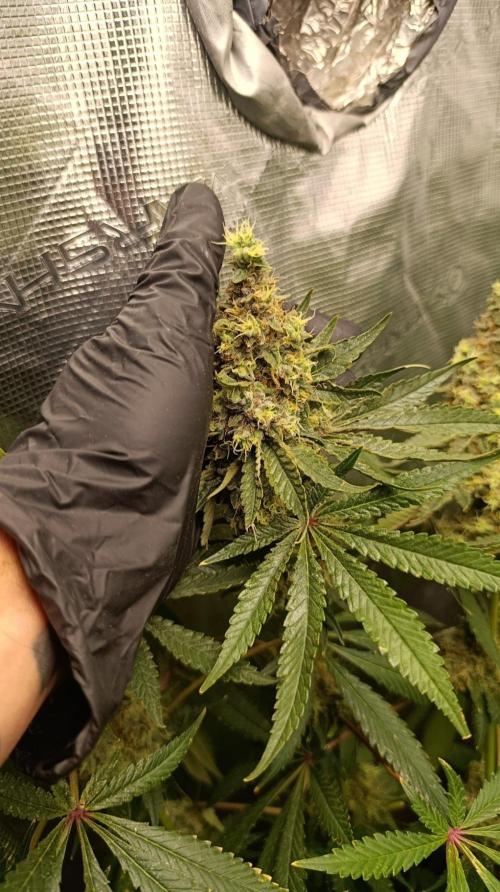 Variegated Parmigiano. Week 15