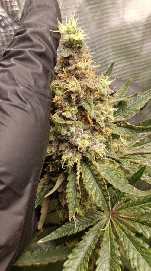Variegated Parmigiano. Week 15