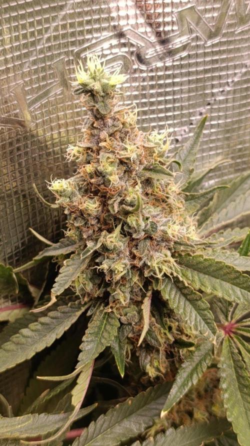 Variegated Parmigiano. Week 15