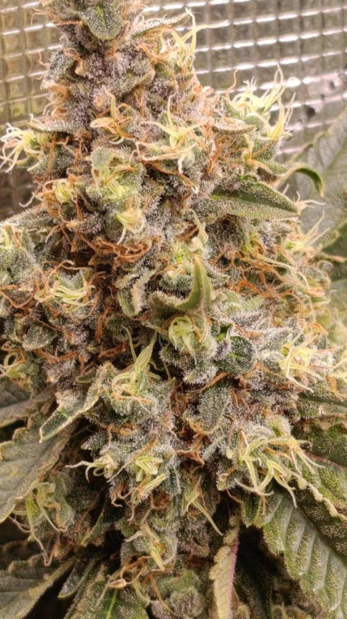 Variegated Parmigiano. Week 15