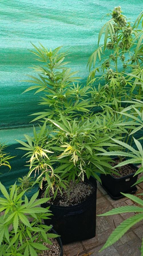 Variegated Parmigiano. Week 15