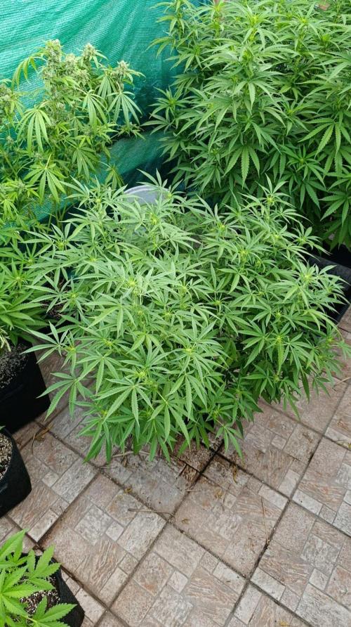 Variegated Parmigiano. Week 15