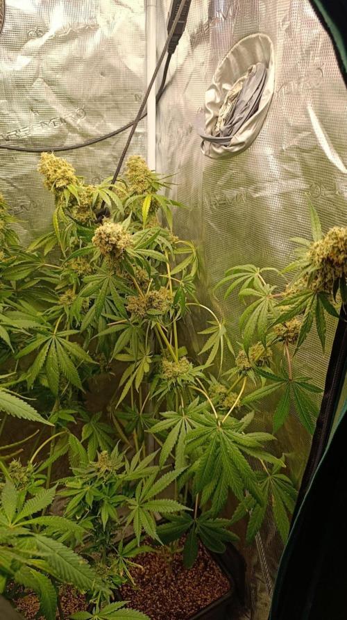 Lemon Parmesan. Week 14