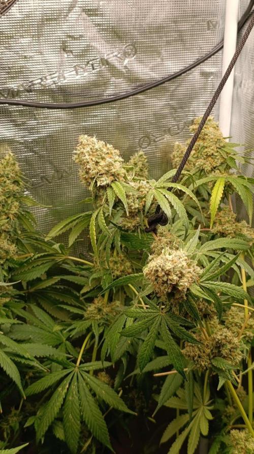 Lemon Parmesan. Week 14