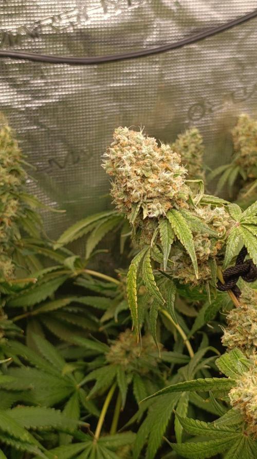 Lemon Parmesan. Week 14