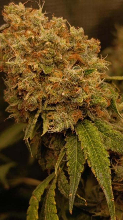 Lemon Parmesan. Week 14