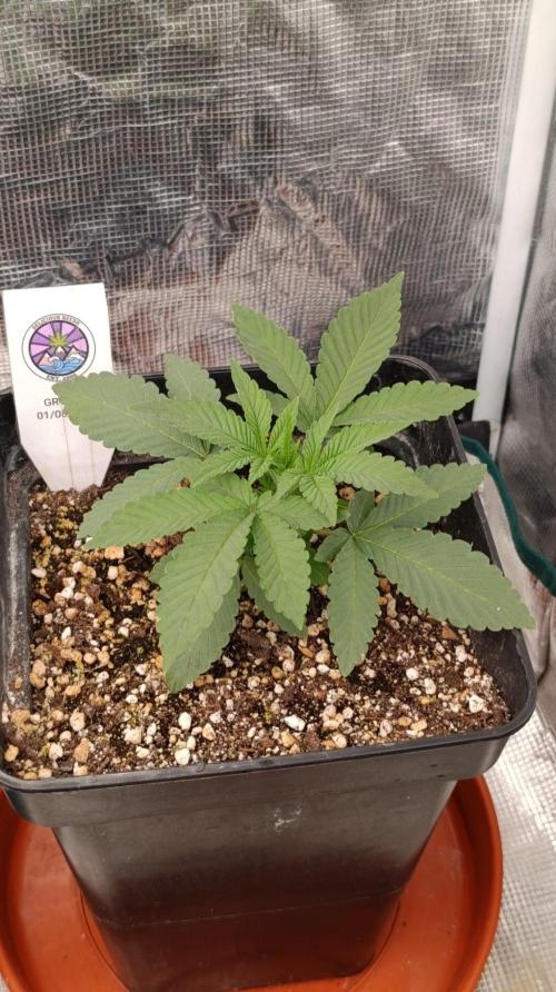 GR-APE. Week 3