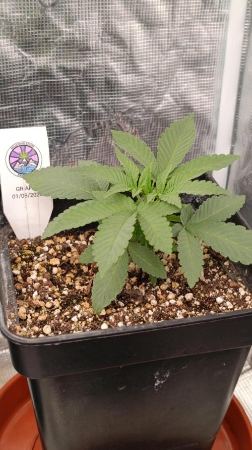 GR-APE. Week 3