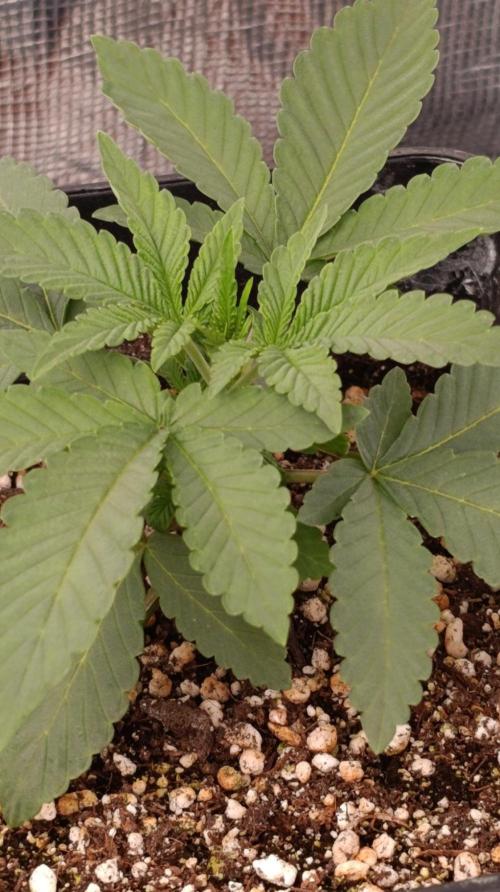 GR-APE. Week 3