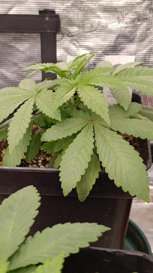 Lord Kush. Week 3