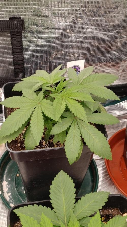 Lord Kush. Week 3