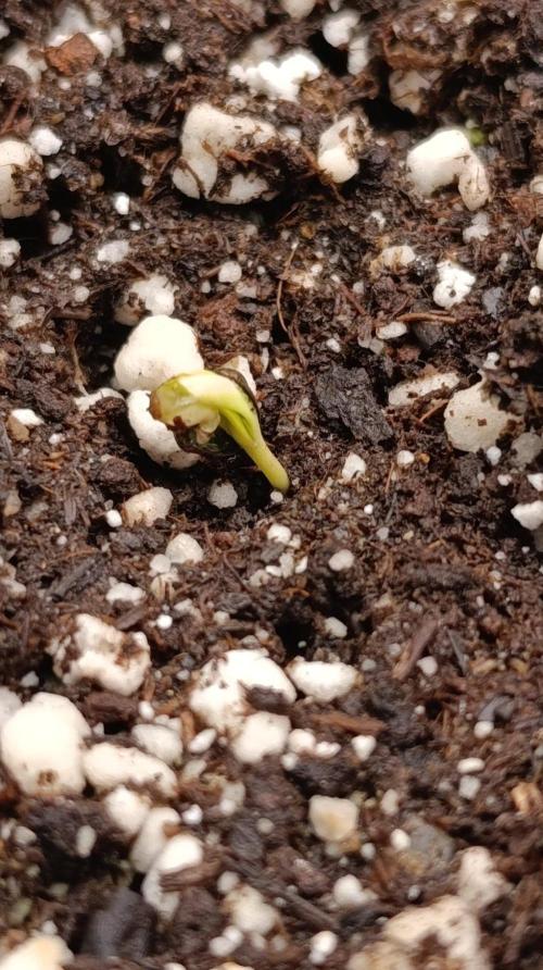 Blueberry Muffin. Week 0