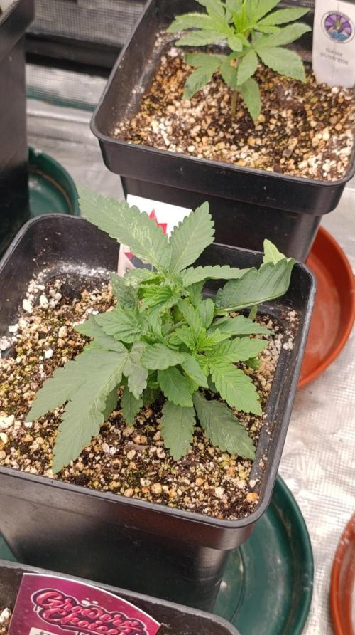 DC Kush. Week 3