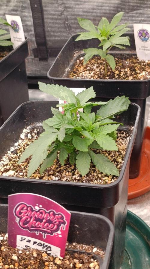 DC Kush. Week 3