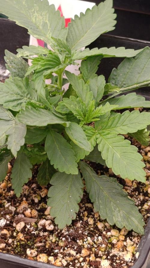 DC Kush. Week 3