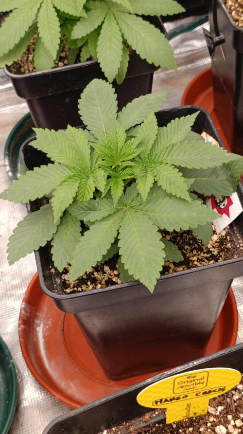 Black Mamba #42. Week 3