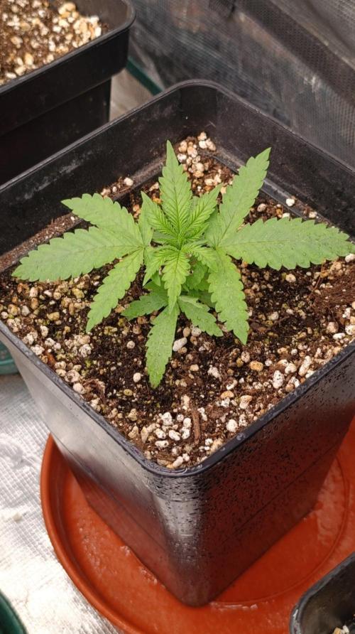 Jack 47 FV. Week 3