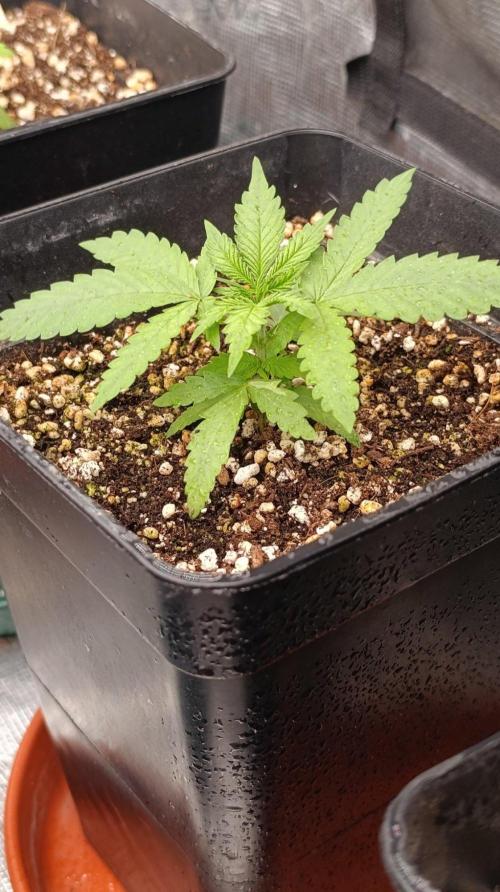 Jack 47 FV. Week 3