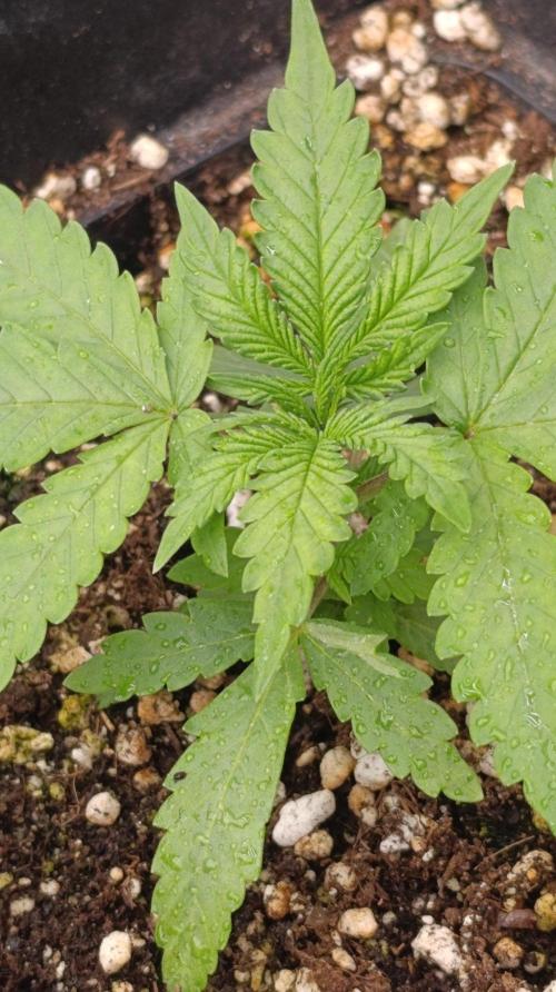 Jack 47 FV. Week 3