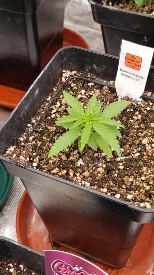 Banana Fumes Round II. Week 3