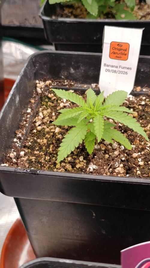 Banana Fumes Round II. Week 3