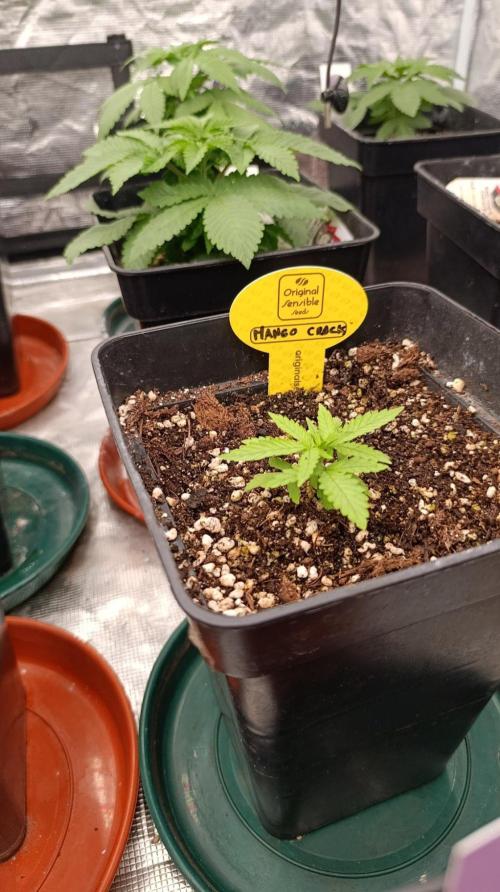 Mango Crack. Week 2