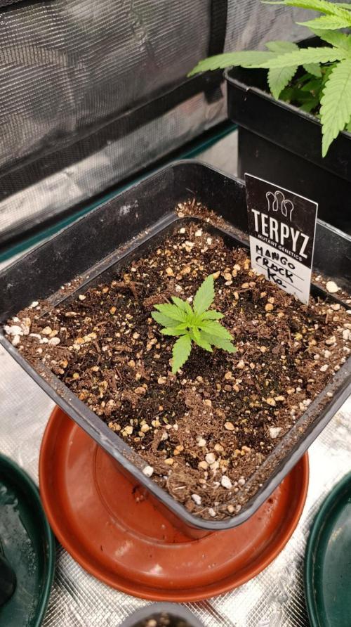 Mango Crack. Week 2