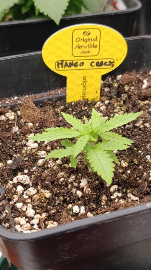 Mango Crack. Week 2